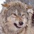 :iconteamyourface28: