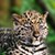 :icontear-drops-fall: