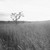 :icontearingaway7992: