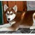:icontearsofablackwolf51: