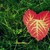 :iconteawithflowers: