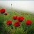 :icontebyan: