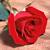 :icontechnicolour-pixie: