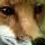 :icontechnofox116:
