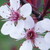 :icontechnoplasma: