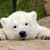 :iconteddy255: