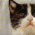 :iconteddybears:
