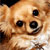 :iconteddypompom: