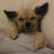 :iconteddythylacine: