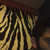 :icontedkoro: