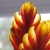 :icontee-see: