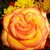 :iconteegansrose: