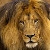:iconteen-lion: