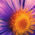 :iconteenagefire: