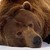 :iconteenbear: