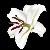 :iconteenpirate: