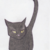 :iconteffie13: