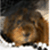 :iconteganrenee: