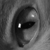 :icontegaux: