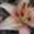 :iconteh-charlie: