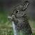 :iconteh-penguin-devil:
