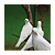 :icontehdebbeh: