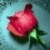 :icontehghostyone:
