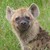 tehhyena :icontehhyena: