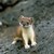 :icontehninjakitten: