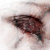 :iconTehOracle: