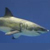 :icontehsharkz: