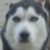 :icontehwolvie: