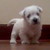 :icontellann: