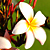 :icontempletree: