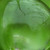 :icontenella: