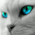 :icontengyin: