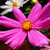 :icontennisturtle17: