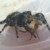 :icontenodera252:
