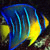 :icontenshifish: