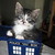 :icontenthcompanion: