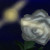 :iconteoflower: