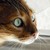 :icontequilacat: