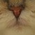 :iconterestrial:
