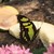 :iconteridactyl: