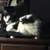 :iconterotestwolf: