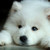 :iconterrible-wolf: