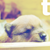 :icontervasulka:
