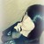 :icontessateddybear: