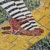 :icontessiedoodlebug: