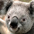 :icontest4all: